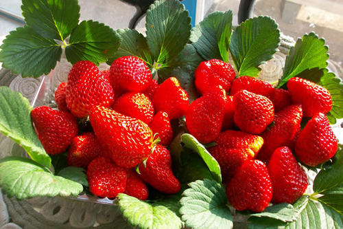 草莓生鲜冷藏库建造特点