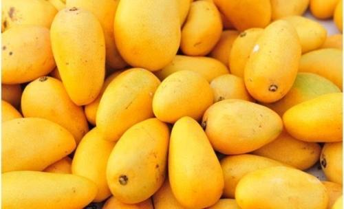 芒果生鲜保鲜冷库适宜温度是多少？如何进行储存？
